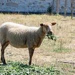 Yourte Mongole Insolite En Pleine Nature Tente de luxe *